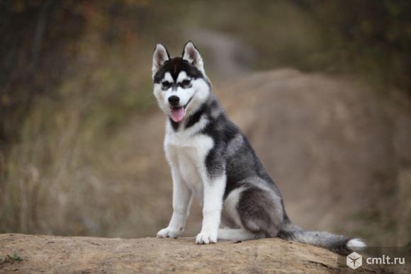 Хасята. Фото 4.