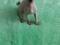 Голубоглазая девочка канадского сфинкса.. Фото 5.