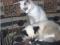 Помесный сиамский котенок, 4.5 мес., девочка. Фото 1.