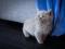 Британские плюшевые котята. Фото 1.