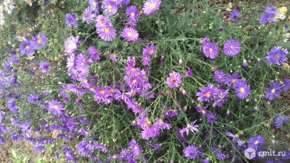 Сентябрины. Фото 1.