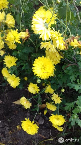 Хризантемы. Фото 1.