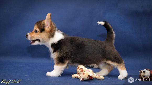 Щенки Вельш Корги Пемброк, девочки, триколор. Фото 1.