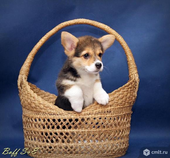 Щенки Вельш Корги Пемброк, девочки, триколор. Фото 5.