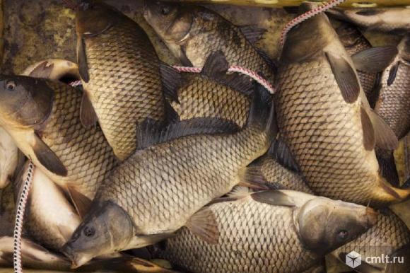 Водитель на ГАЗель. Торговля на рынках живой рыбой.. Фото 1.