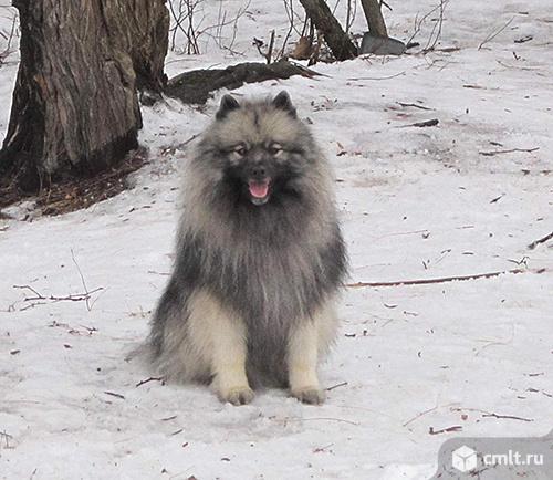 Кеесхонд (вольфшпиц) в добрые руки. Фото 1.