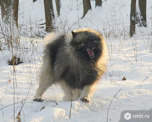 Кеесхонд (вольфшпиц) в добрые руки. Фото 2.