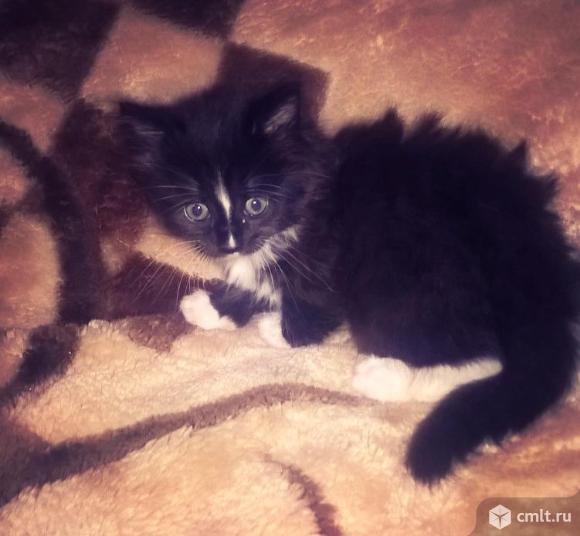 Рыжий кот похожий на человека. Воронеж котенок. Отдам в добрые руки в воронеже. Отдам в добрые руки в воронеже. Отдам щенка в добрые руки.