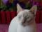 Тонкинский котик. Фото 2.