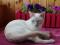 Тонкинский котик. Фото 1.