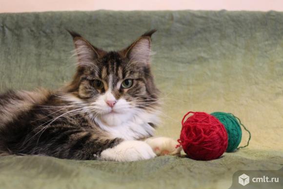 Продаётся кошечка мейн кун. Фото 1.