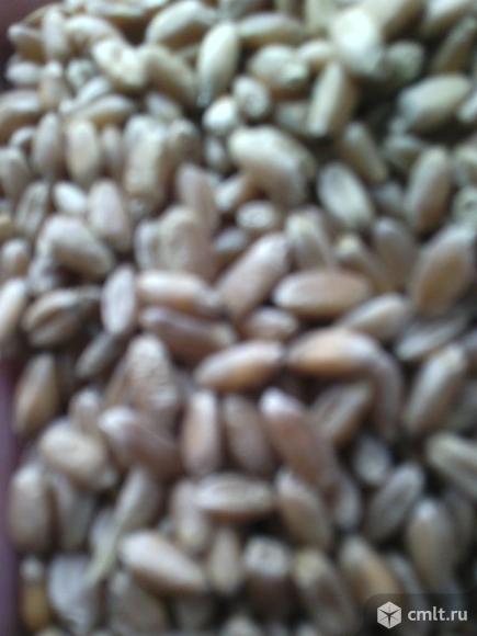 воронежская область зерноводство. сид трейдинг воронеж зерно. воронеж зерно. воронеж зерно. поля пшеницы в воронежской области.