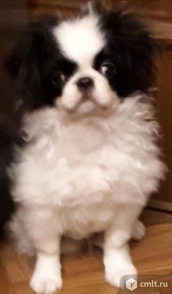 Японский хин шикарный мальчик. Фото 1.