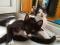 Черно-белые ласковые котята мальчик и девочка