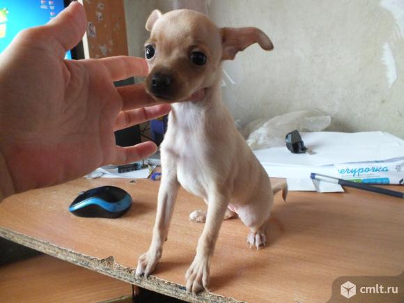 щенки той терьера воронеж