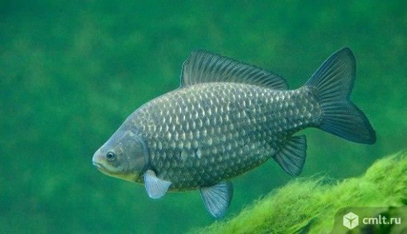 Живец карась, пескарь. Фото 1.