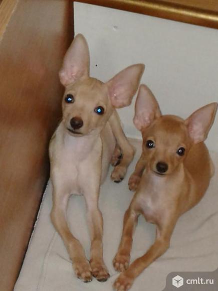 щенки той терьера воронеж