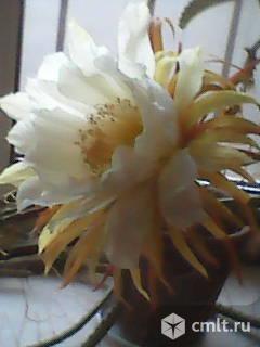 Селеницереус крупноцветковый или грандифлорус.. Фото 1.