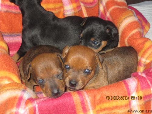 Карликовый пинчер щенки. Фото 1.