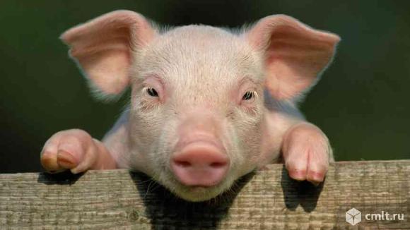 Предстартер для свиней. Фото 1.