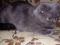 Шотландская вислоухая кошка. Фото 1.