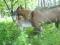 Альпо-чешский козлик. Фото 4.