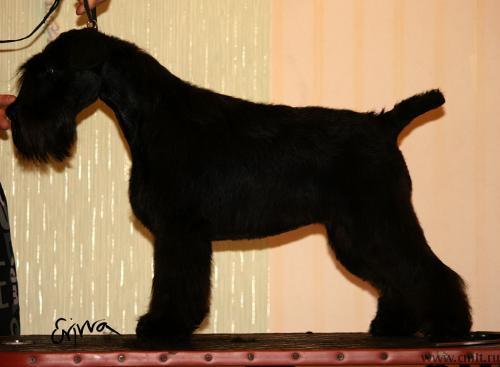 Цвергшнауцер черный. Перспективные щенки. Фото 1.