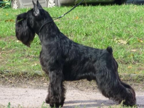 Цвергшнауцер черный. Перспективные щенки. Фото 3.