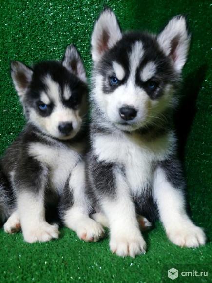 Хасята. Фото 1.