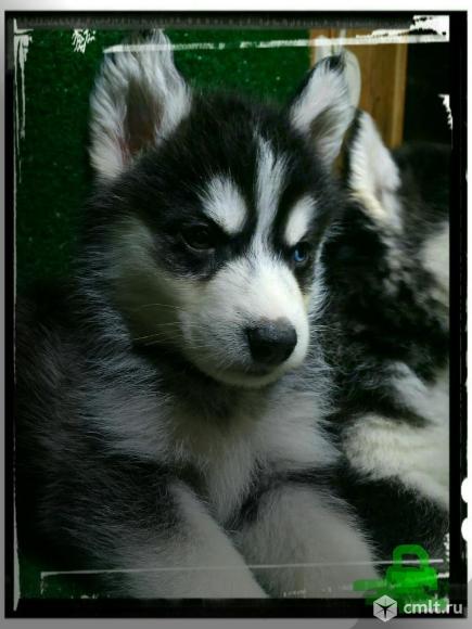 Хасята. Фото 3.