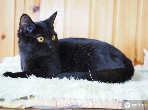 Котенок редкого окраса черный дым в дар. Фото 1.