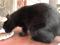 Черная  красавица  кошка  в  добрые  руки. Фото 6.