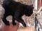 Черная  красавица  кошка  в  добрые  руки. Фото 9.