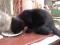 Черная  красавица  кошка  в  добрые  руки. Фото 10.