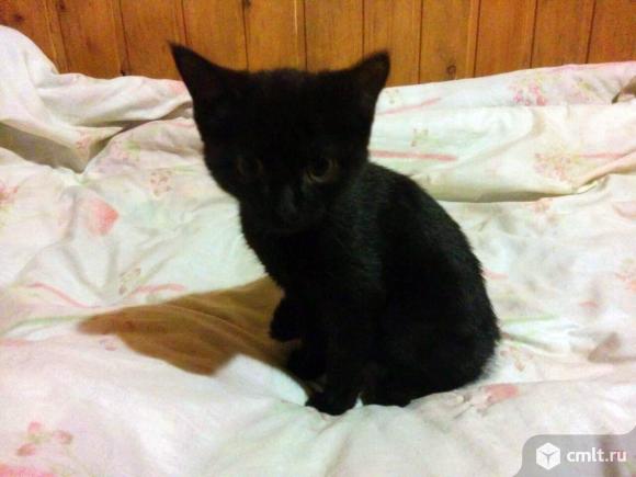 Отдам черного котенка в хорошие руки. Фото 1.