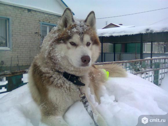 Хаски,мальчик,вязка. Фото 1.