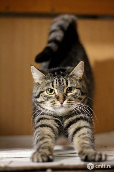 Стерилизованная молодая кошка мышеловка в дар. Фото 1.