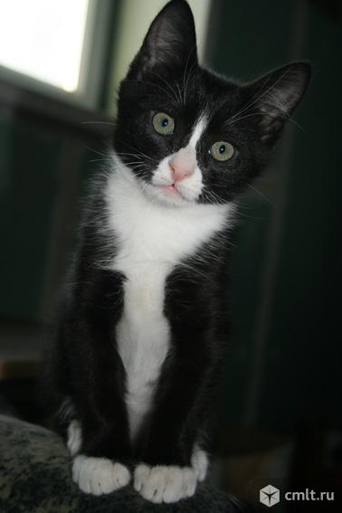 Котенка, 3 мес., мальчик, окрас черно-белый. Фото 1.