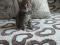 Котенок от сибирской кошки. Фото 4.