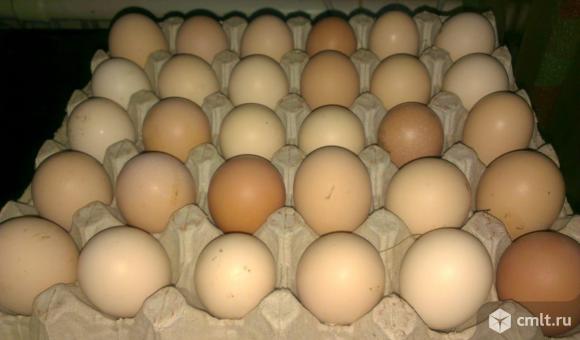 Яйца. Фото 1.