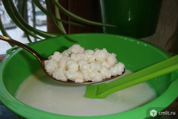 Тибетский молочный гриб (кефирный). Фото 2.