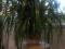 Панданус ( винтовая пальма). Фото 1.