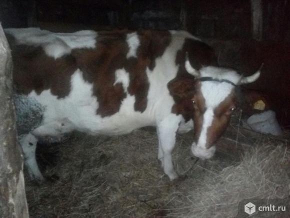 Цена фото на корову воронеж