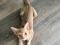 Абиссинская кошка,Wcf, питомник miolgolopiatin, возможна продажа в разведение, торг, вязка. Фото 3.