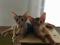 Абиссинская кошка,Wcf, питомник miolgolopiatin, возможна продажа в разведение, торг, вязка. Фото 2.