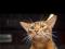 Абиссинская кошка,Wcf, питомник miolgolopiatin, возможна продажа в разведение, торг, вязка. Фото 8.