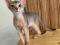 Абиссинская кошка,Wcf, питомник miolgolopiatin, возможна продажа в разведение, торг, вязка. Фото 6.