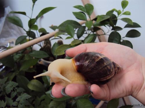 Продам Achatina fulica var. 'White Jades' улитка белоножка. Фото 3.