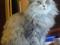 Персидская брошенная кошка Соня в добрые руки. Фото 1.