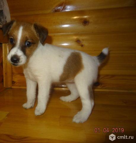 Щенок гладкошерстного фокстерьера. Фото 1.